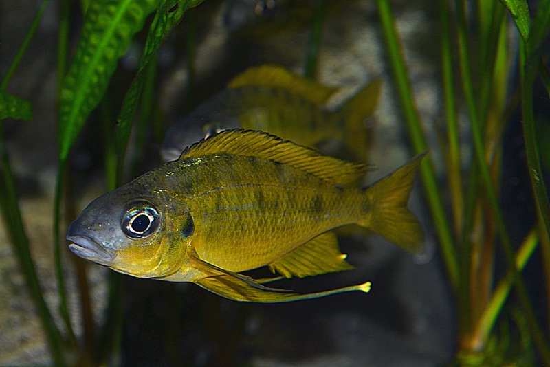 Ophthalmotilapia nasuta 'Ulwile Island'